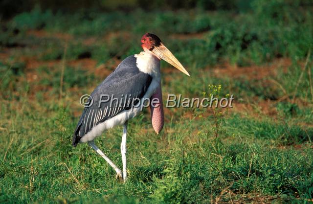 kenya 61.JPG - MaraboutMarabou storkLeptoptilos crumeniferusParc national du lac BogoriaKenya